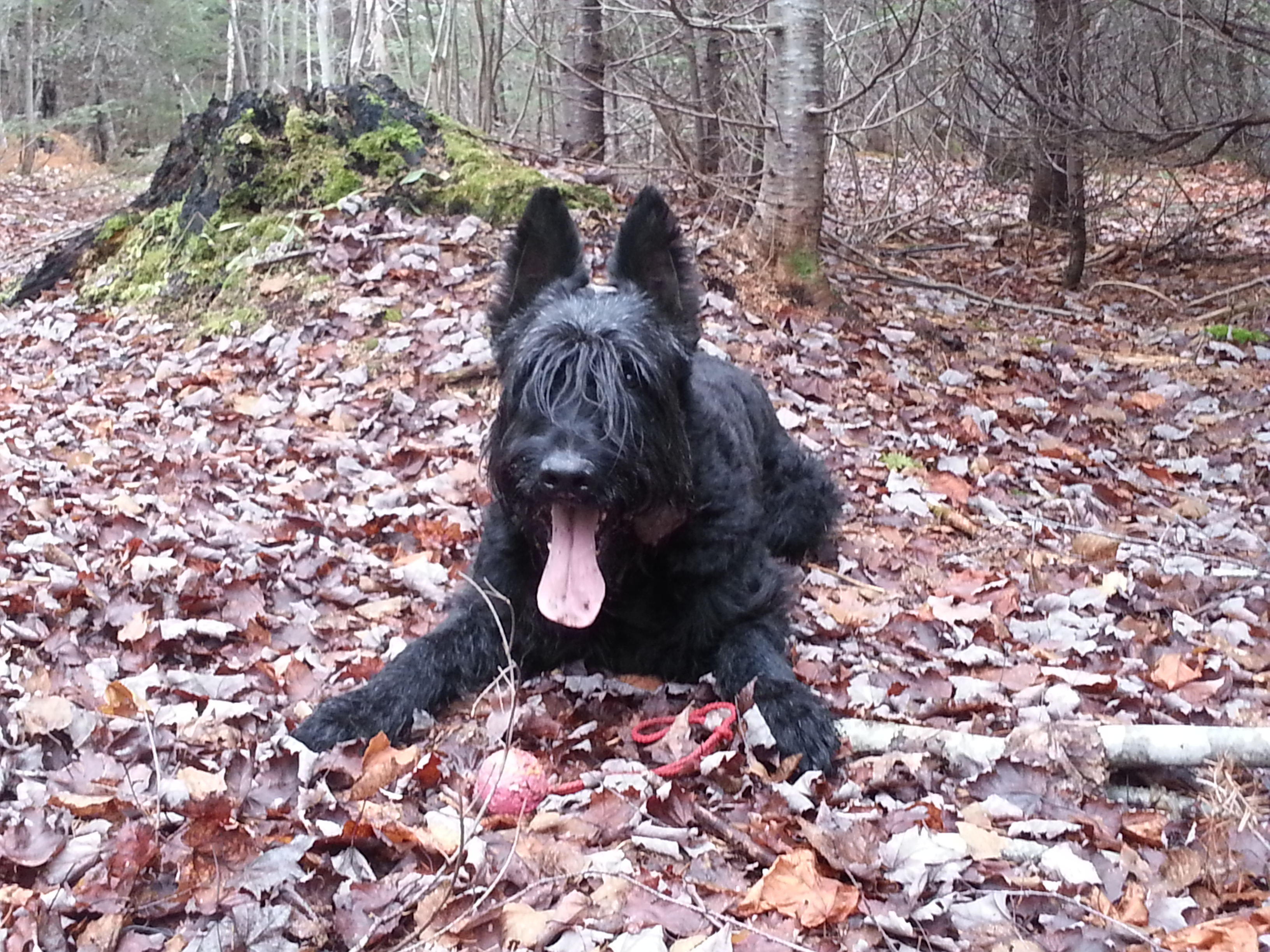 Degen von der Leidenschaft on his 10th birthday. November 11, 2013