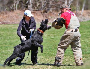 Tammy handles Jade von der Leidenschaft while Ron does Helper work on a club training day. 2013