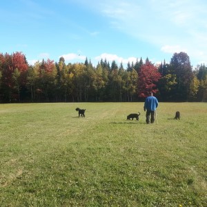 Ron with "Blue", Zia, and Zeus. 